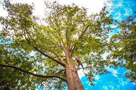 Best Tree Trimming and Pruning  in Concordia, NJ