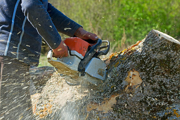 Best Arborist Consultation Services  in Concordia, NJ